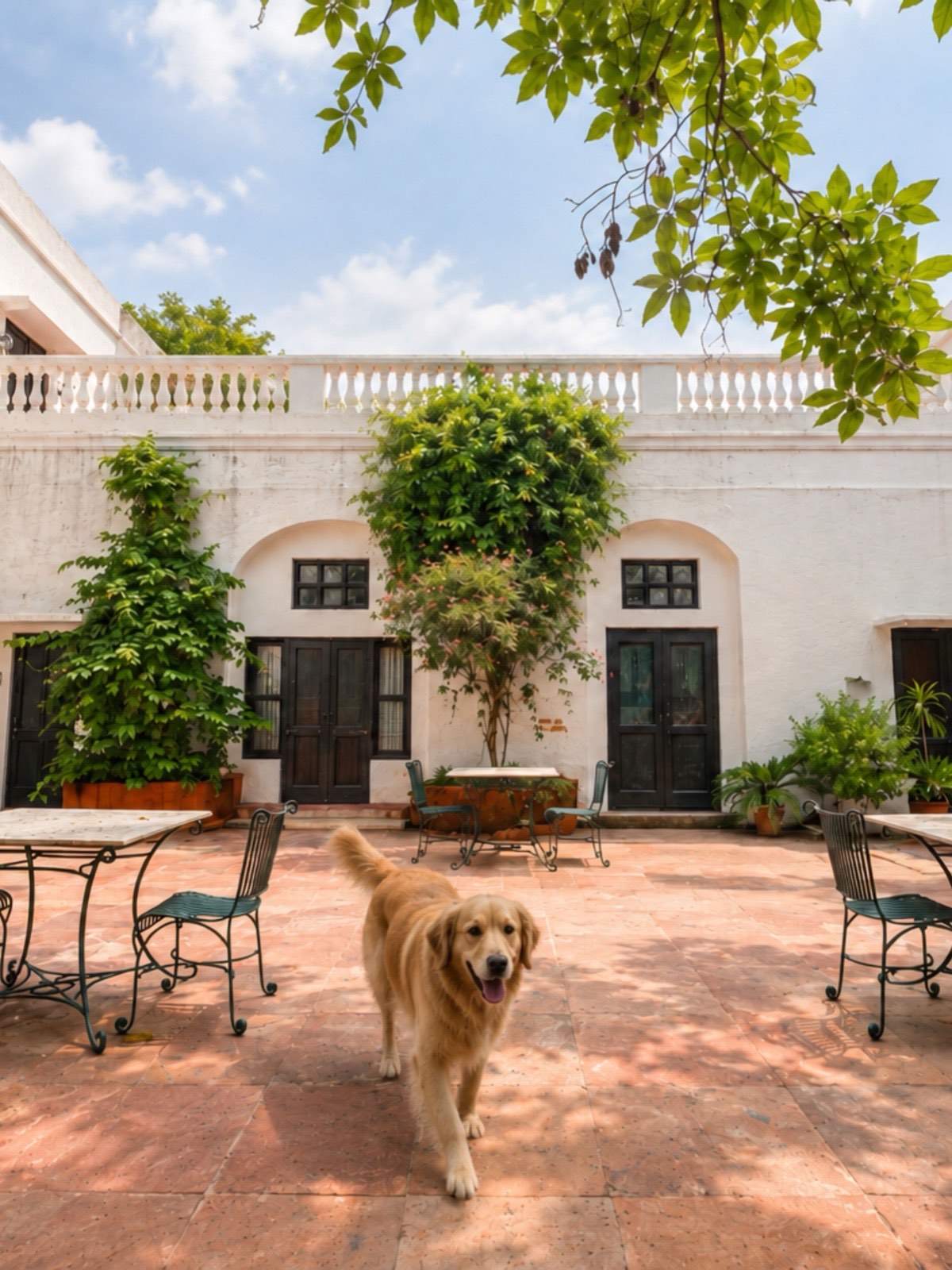 A dog walking through Queen's Courtyard at Fort Unchagaon